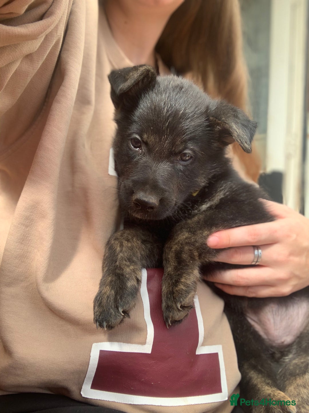Mixed Breed dogs for sale: German Shepard X Dutch Herder Puppies - Image 24