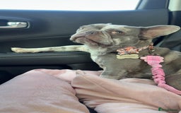 French Bulldog dogs for sale: Tallulah  - Image 1