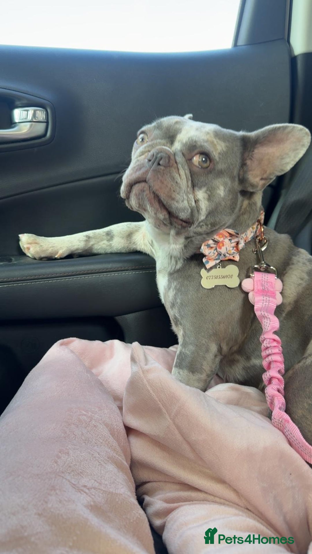 French Bulldog dogs for sale: Tallulah  - Image 1