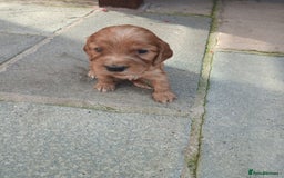 Cocker Spaniel dogs for sale: KC reg show cocker spaniel puppies  - Image 4