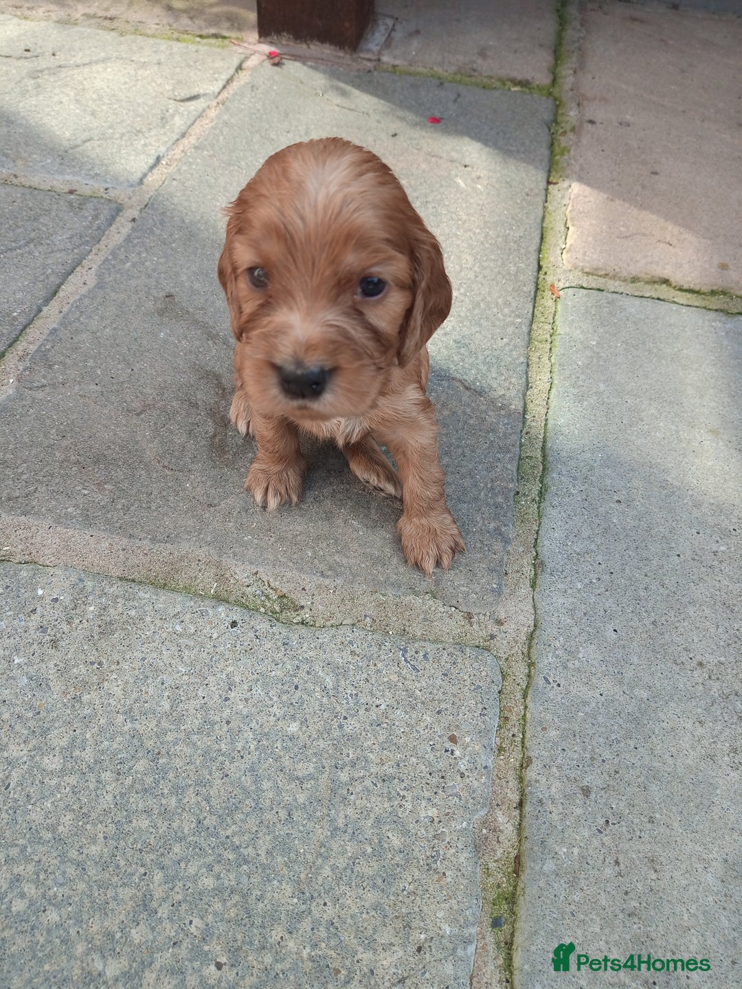 Cocker Spaniel dogs for sale: KC reg show cocker spaniel puppies  - Image 4