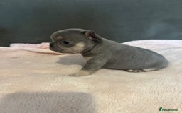 French Bulldog dogs for sale: 💙 French bulldog pups kc reg lilac and tan   - Image 5