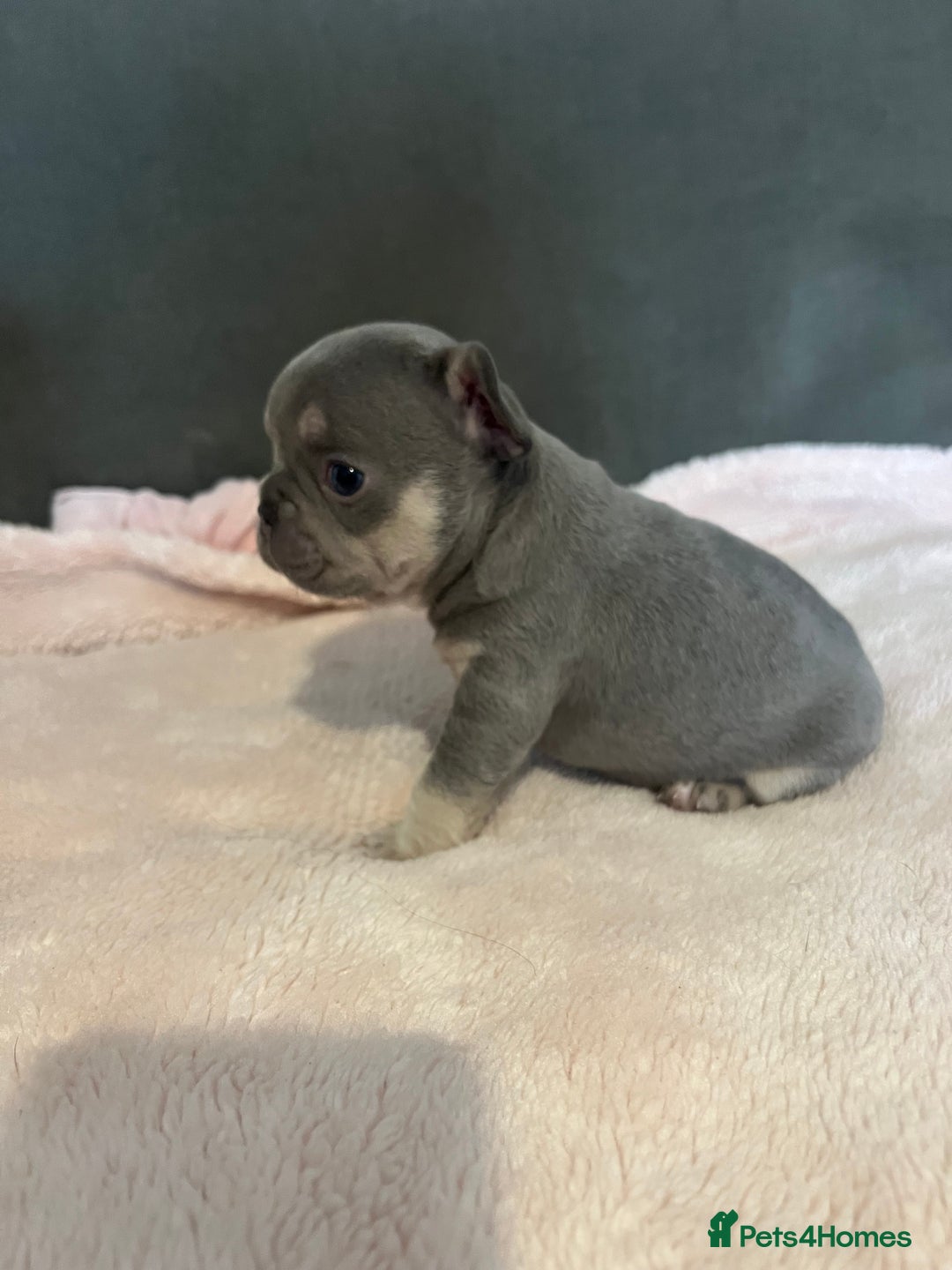 French Bulldog dogs for sale: 💙 French bulldog pups kc reg lilac and tan   - Image 5