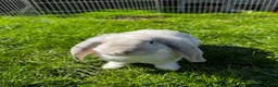 French Lop rabbits for sale: 🩵 Ready to go 1 boy left French lop kits 🩵 - Advert 1