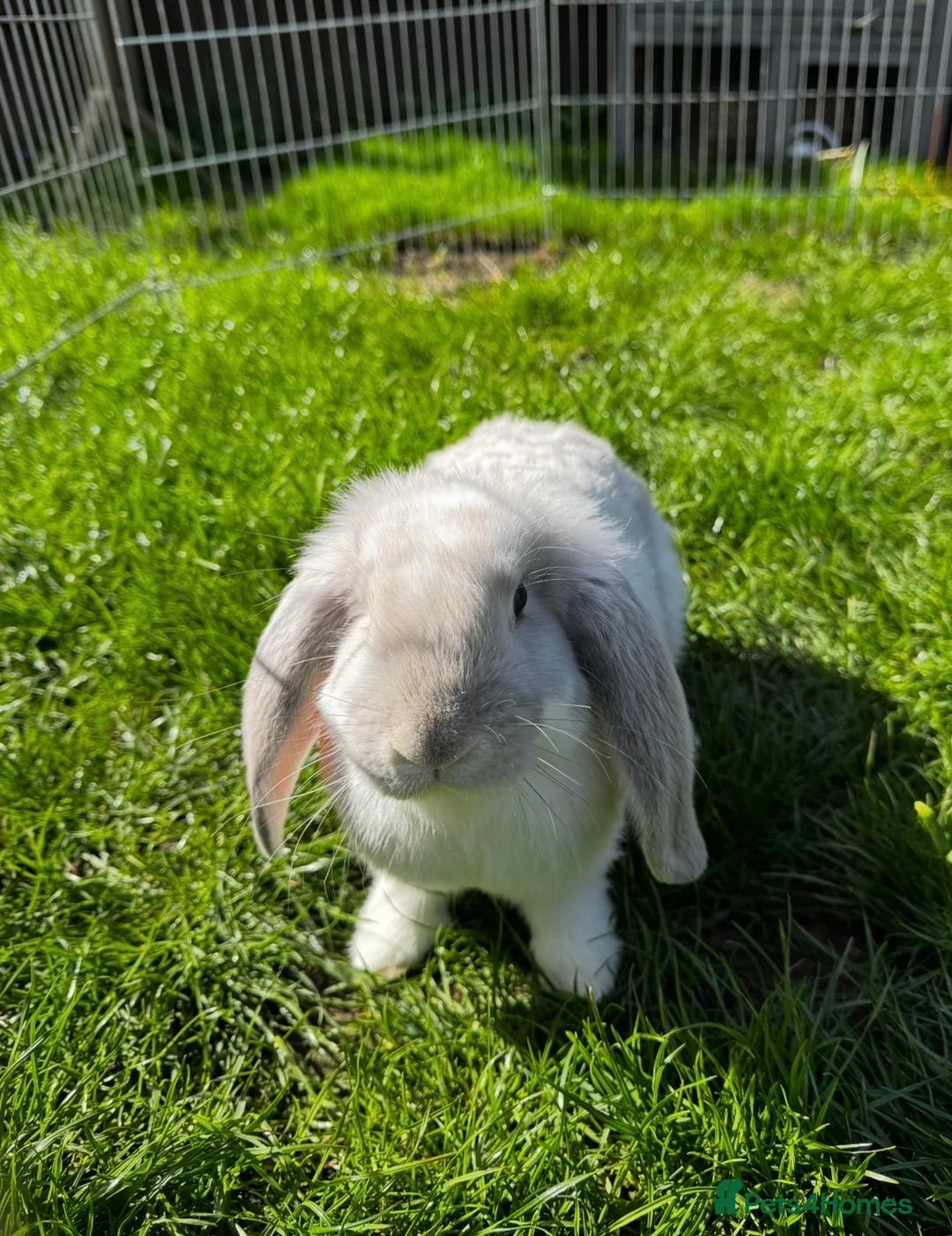 French Lop rabbits for sale: 🩵 Ready to go 1 boy left French lop kits 🩵 - Advert 1