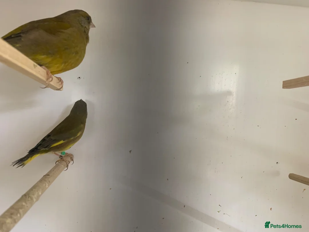 Finches birds for sale: Green finches - Advert 3