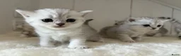 British Shorthair cats for sale: Stunning Snow Spot BSH Kittens  - Advert 3