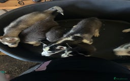 Siberian Husky dogs for sale: Five husky puppies for sale - Image 3