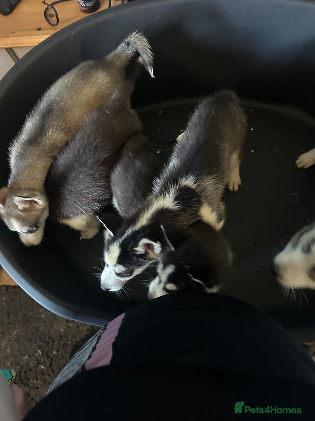 Siberian Husky dogs for sale: Five husky puppies for sale - Image 3