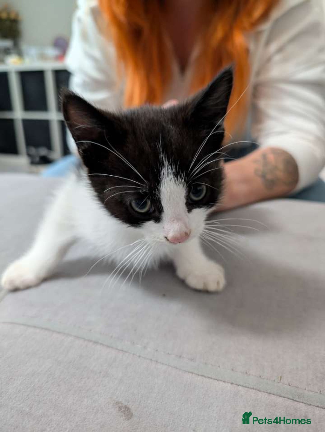 Mixed Breed cats for sale: Three gorgeous male kittens for sale - Image 5