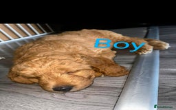 Goldendoodle dogs for sale: Goldendoodle Puppy 1 - F1 Minature Goldendoodle puppies  - Image 9