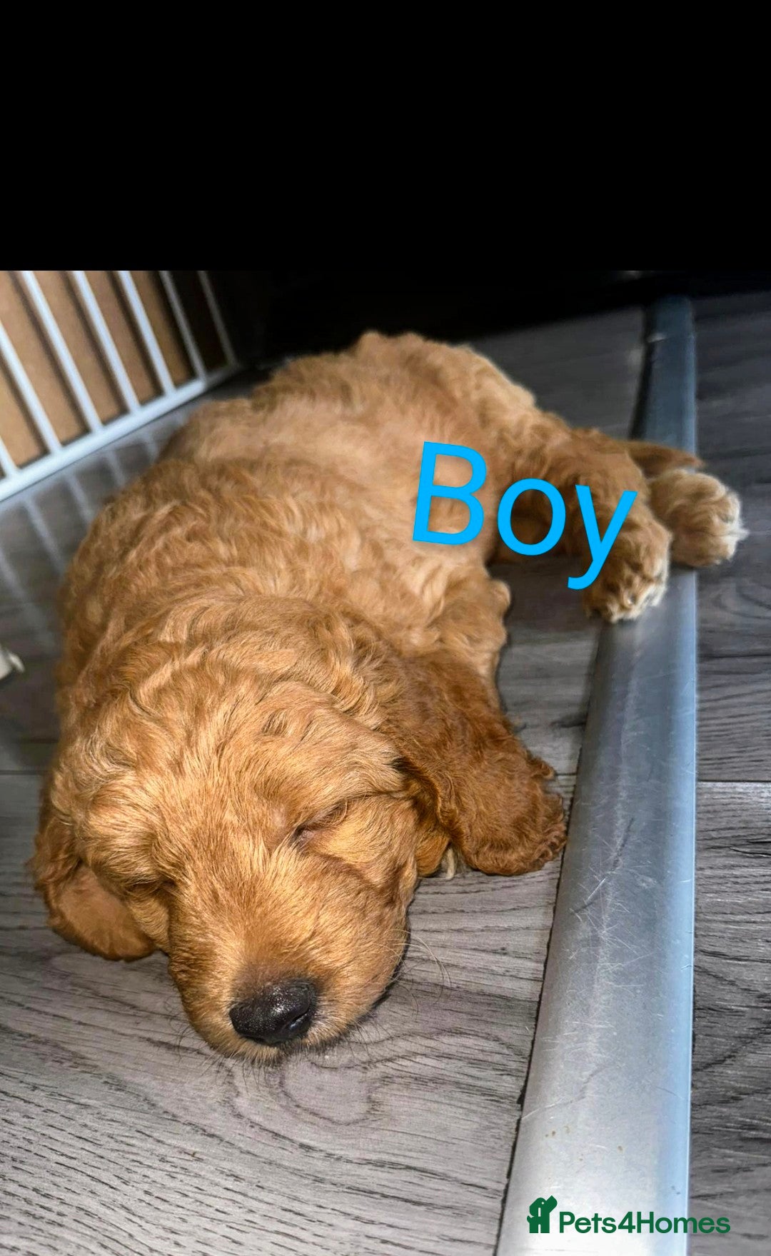 Goldendoodle dogs for sale: Goldendoodle Puppy 1 - F1 Minature Goldendoodle puppies  - Image 9
