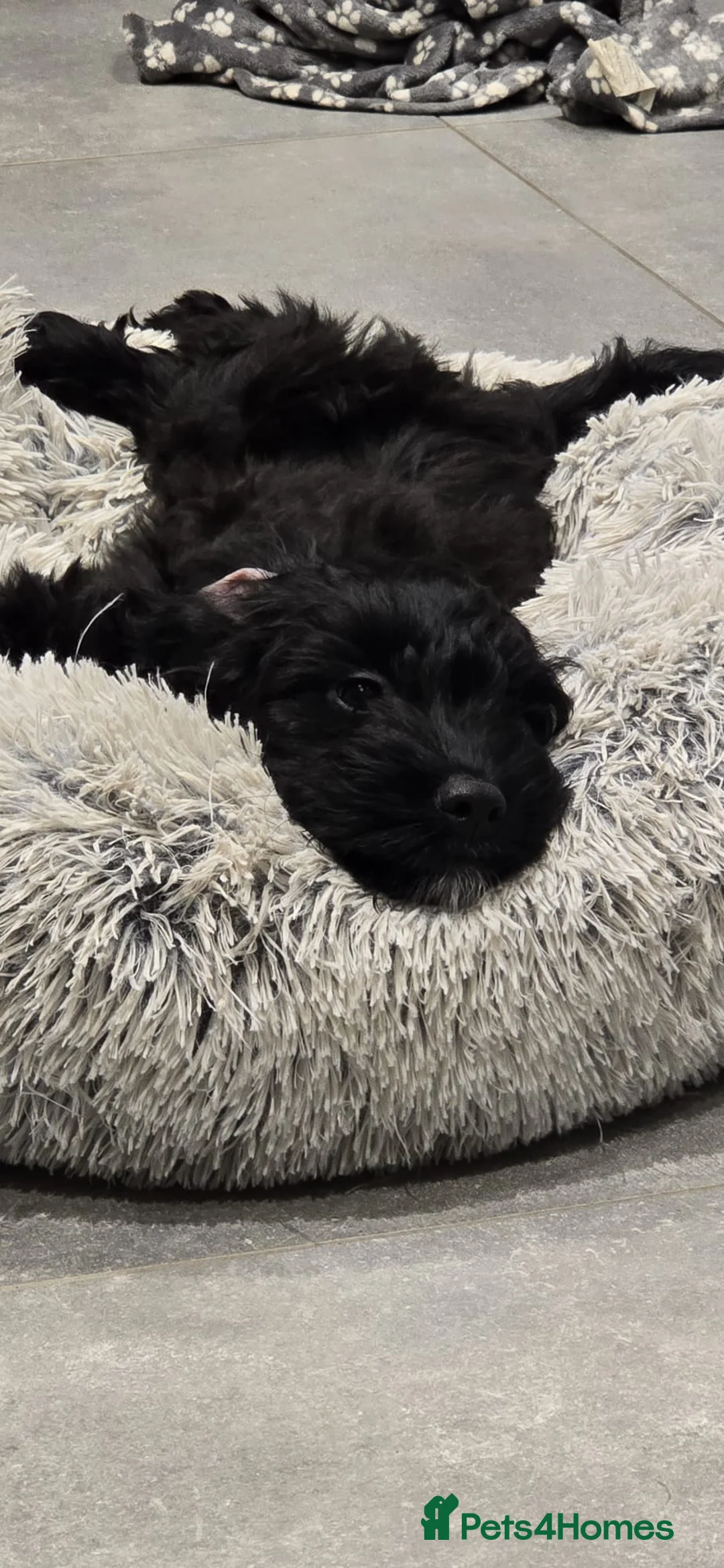 Mixed Breed dogs for sale: 6 month old COCKER CHON.  - Advert 2