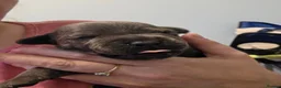 Staffordshire Bull Terrier dogs for sale: 2 stunning blue  female kc staffys available  - Advert 17