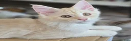 Maine Coon cats for sale: Ready now TICA registered Maine Coon kitten's - Advert 15