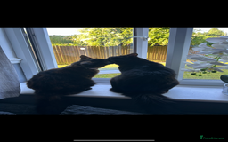 British Shorthair cats for sale: 4 kittens is looking for a loving home in Burton-on-Trent - Image 15