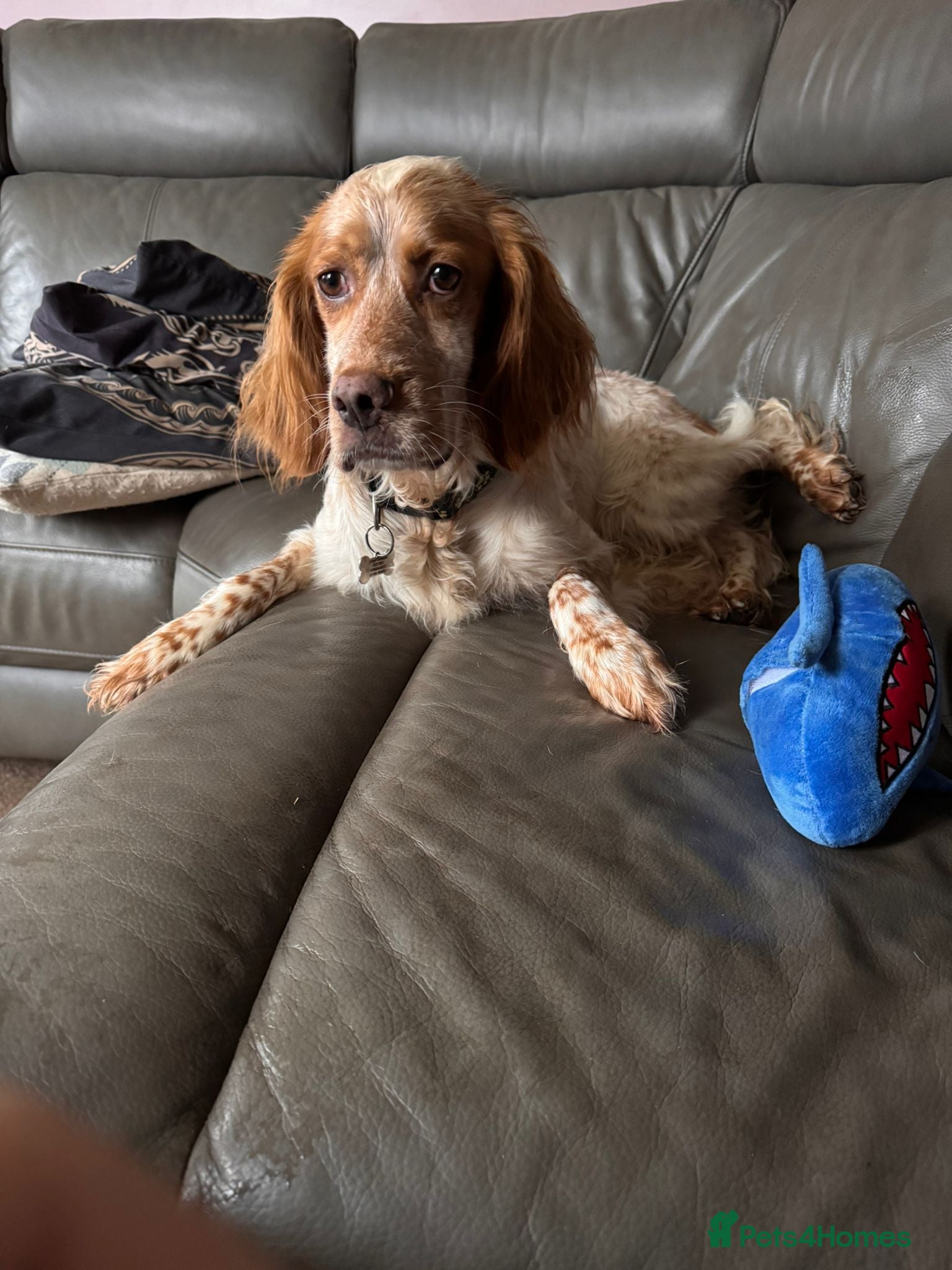 English Setter dogs Sky   - Advert 6