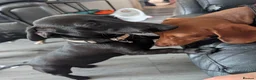 Miniature Dachshund dogs for sale: Female miniature dachshund - Advert 6