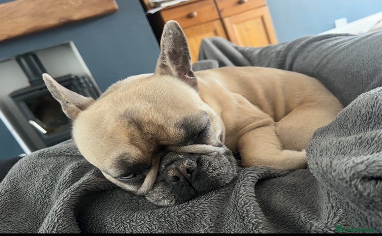 French Bulldog dogs - Advert 2