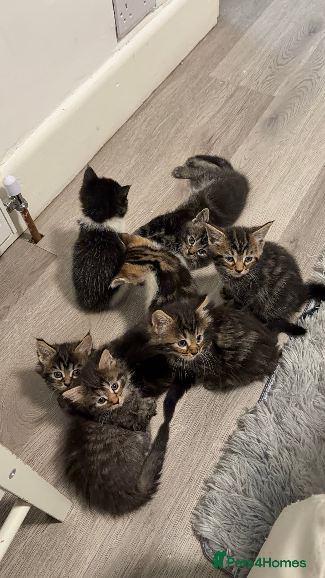 Mixed Breed cats for sale: 7 Adorable Kittens Looking for Loving Homes - Advert 4