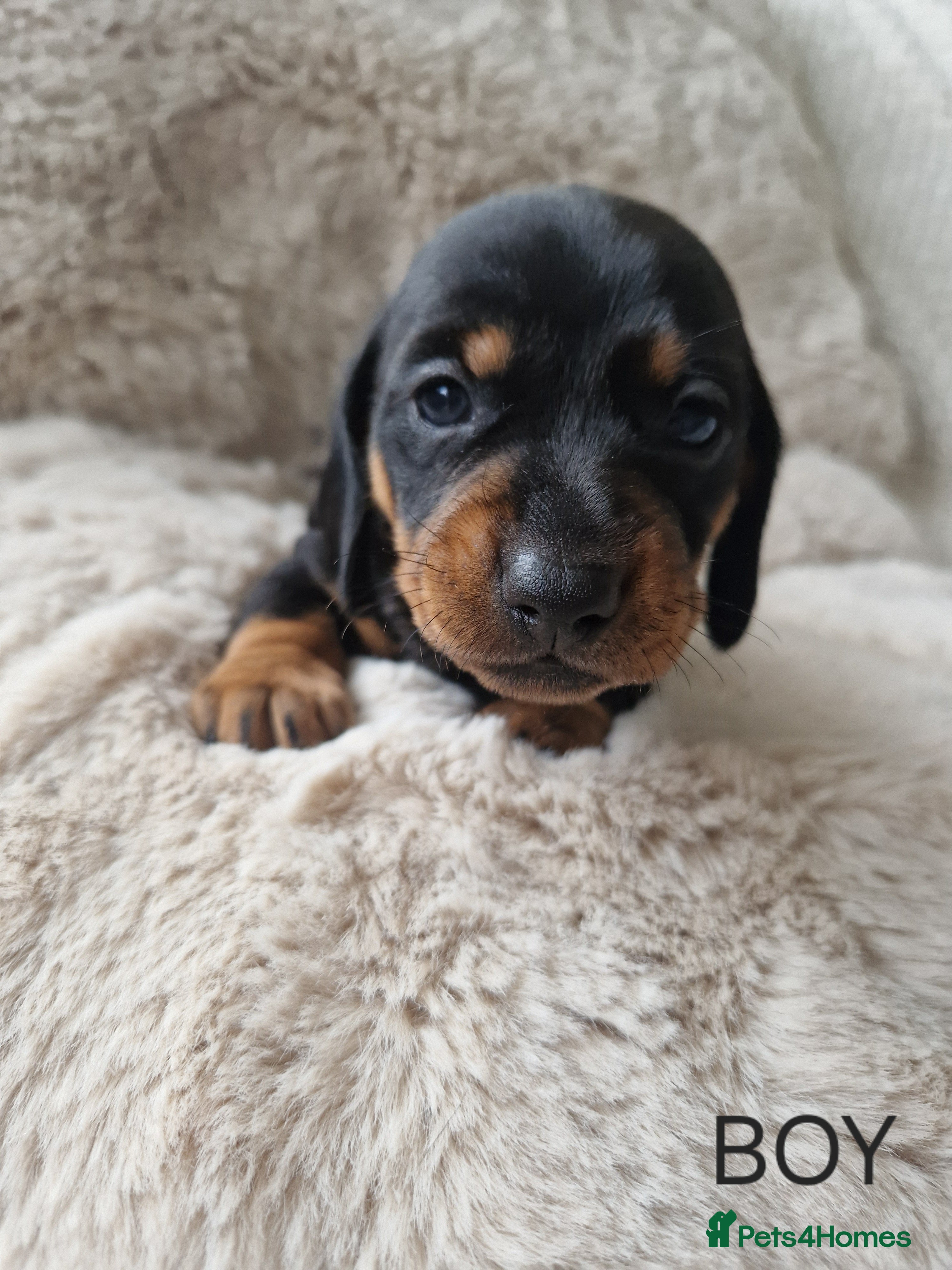 Miniature Dachshund dogs 🐾 Miniature Dachshund Puppies for Sale 🐾 - Advert 17