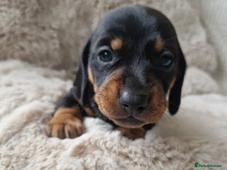 Miniature Dachshund dogs 🐾 Miniature Dachshund Puppies for Sale 🐾 - Advert 8