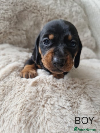 Miniature Dachshund dogs 🐾 Miniature Dachshund Puppies for Sale 🐾 - Advert 12