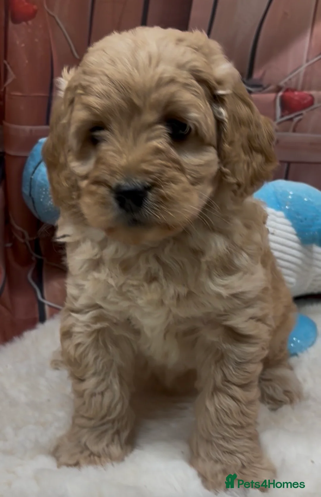 Cockapoo dogs for sale: Beautiful cockapoo  - Advert 3