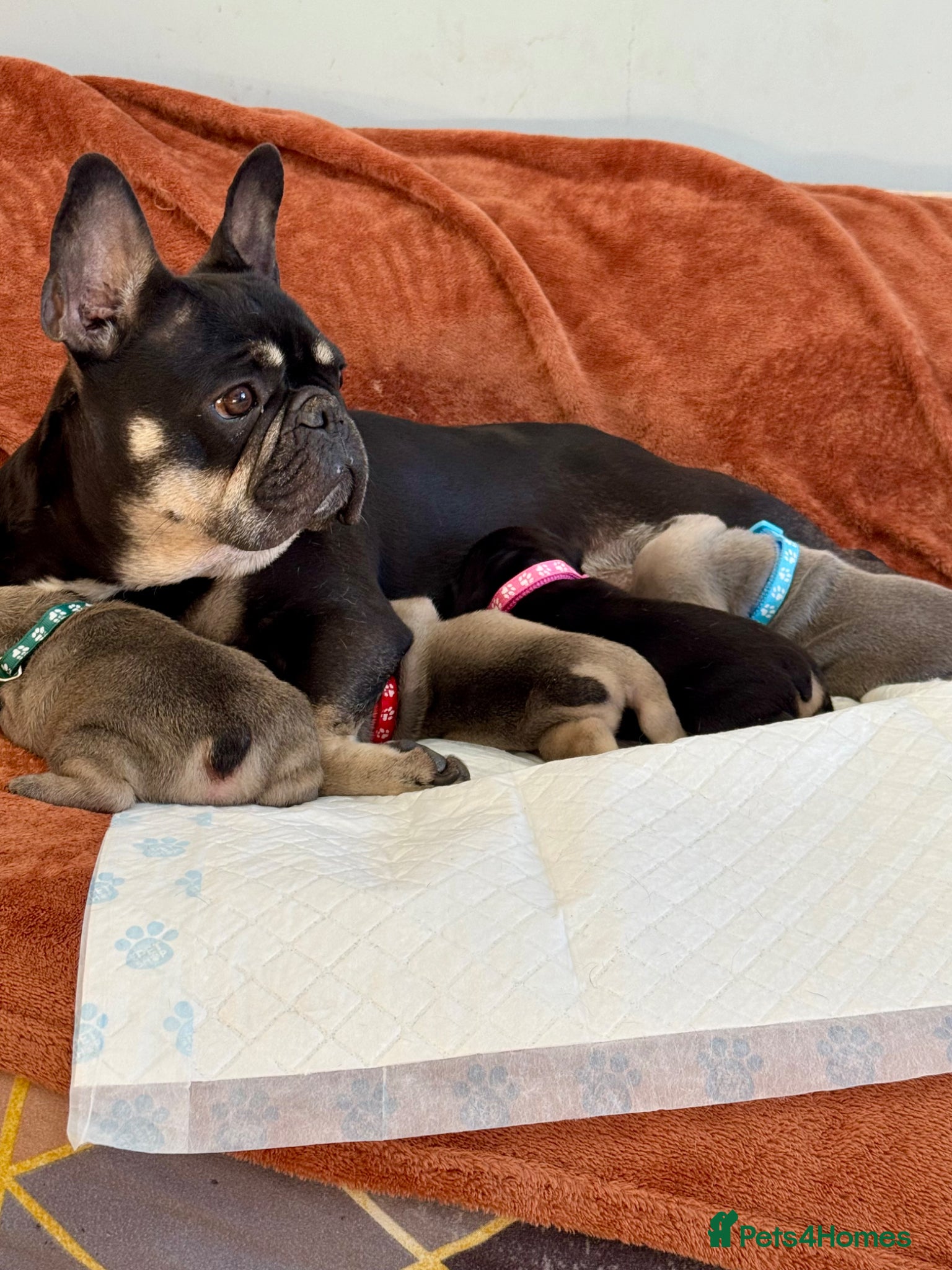 French Bulldog dogs Beautiful French Bulldog litter - Advert 1