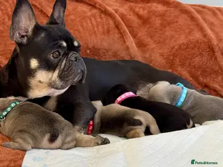 French Bulldog dogs Beautiful French Bulldog litter - Advert 4