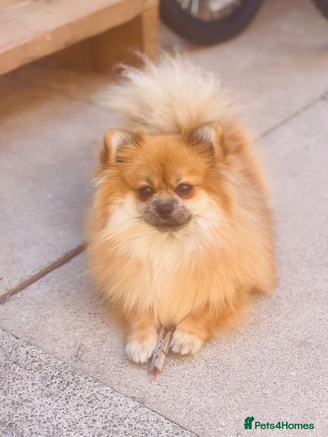 Pomeranian dogs for sale: Teddy bear face Pomeranian Pups in Liverpool - Advert 2