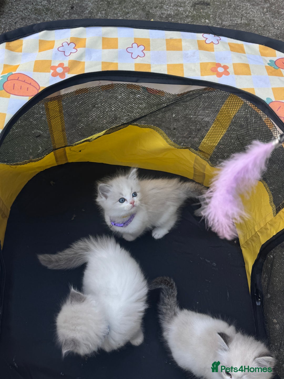 Ragdoll cats for sale: Pure Ragdoll kittens, ready 20th December - Advert 19