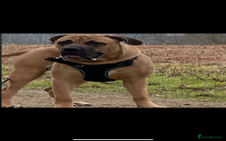 Cane Corso dogs for sale: Two beautiful cane corsos looking to be rehomed - Image 7