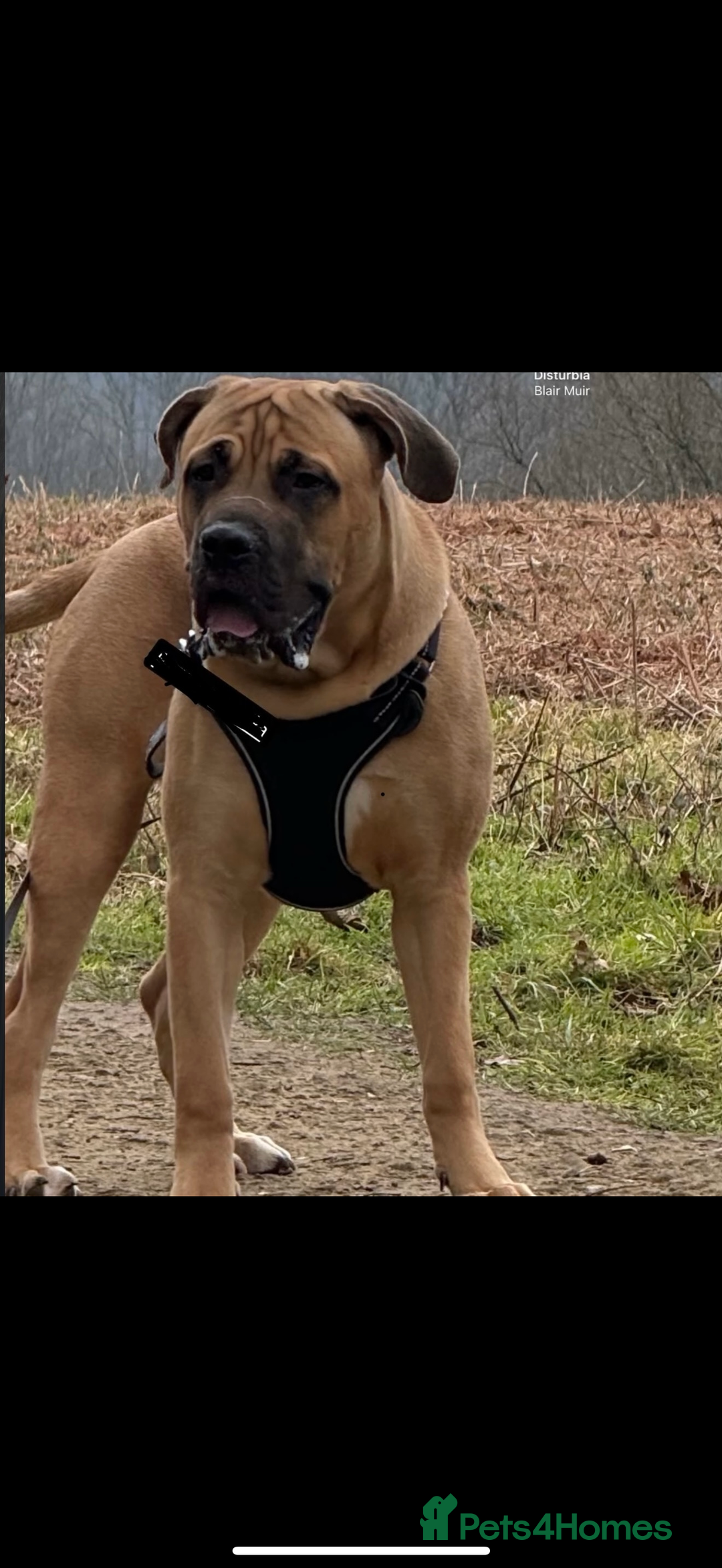 Cane Corso dogs for sale: Two beautiful cane corsos looking to be rehomed - Image 7