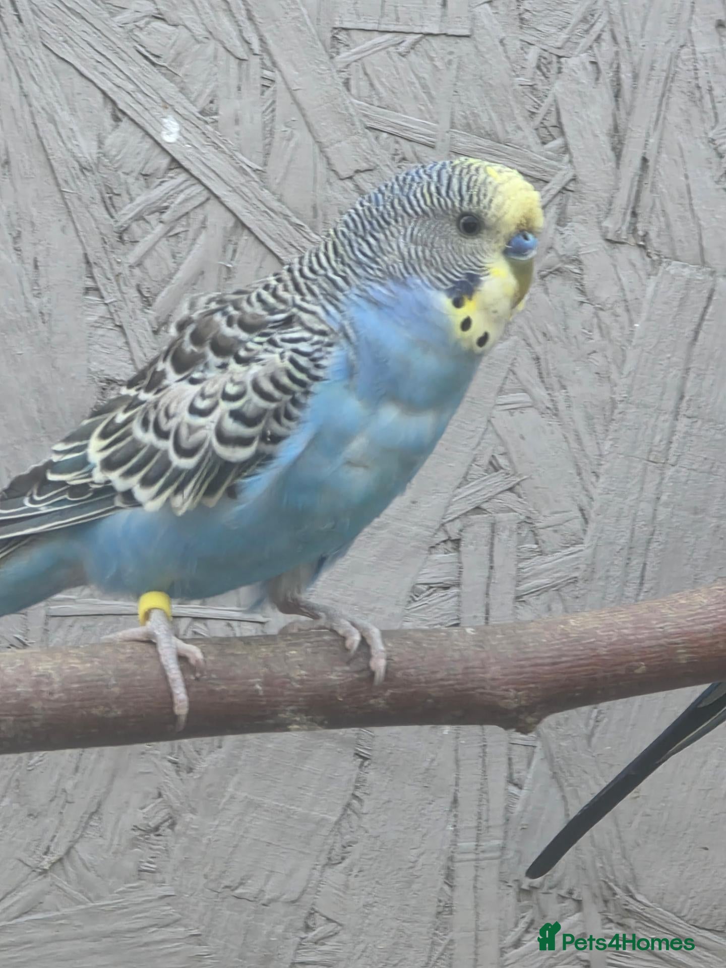 Mixed Breed birds for sale: Budgerigars and Normal Bourkes - Advert 1