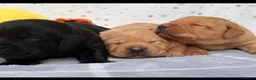 Labrador Retriever dogs for sale: Stunning Kc Registered pups.  - Advert 6