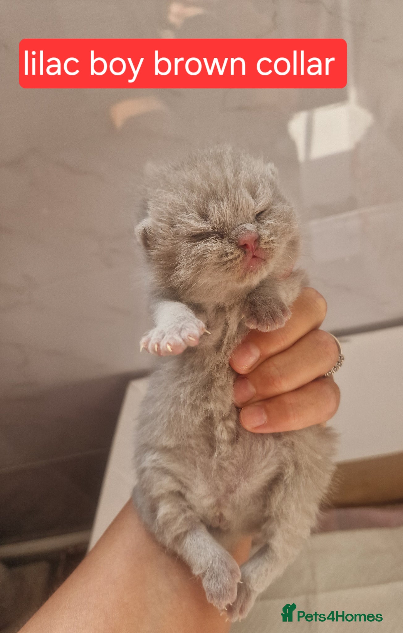 British Shorthair cats for sale: Chunky champion Gccf british shorthair kittens in Bradford - Advert 15