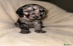 Cockapoo dogs for sale: F1 Cockapoo puppies  - Image 19