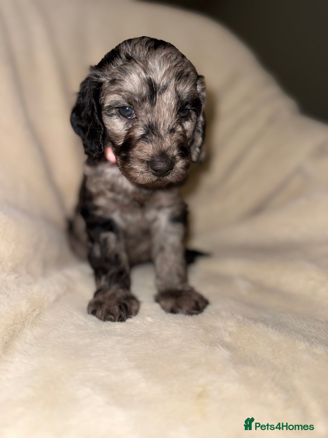 Cockapoo dogs for sale: F1 Cockapoo puppies  - Image 19