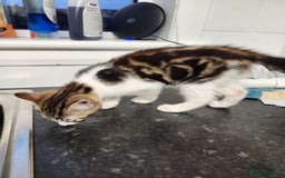 Domestic Shorthair cats for sale: White/tortoiseshell  - Image 5