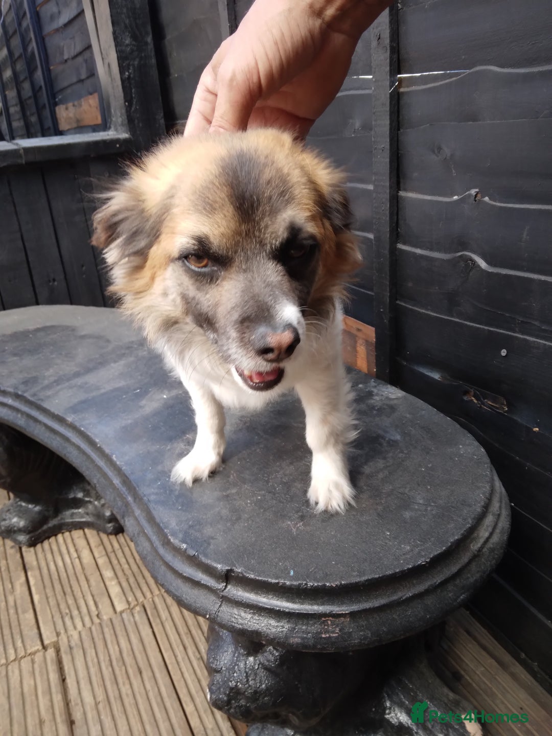 Mixed Breed dogs for sale: Hi selling my male chi,jackrusell in Stevenage - Image 6