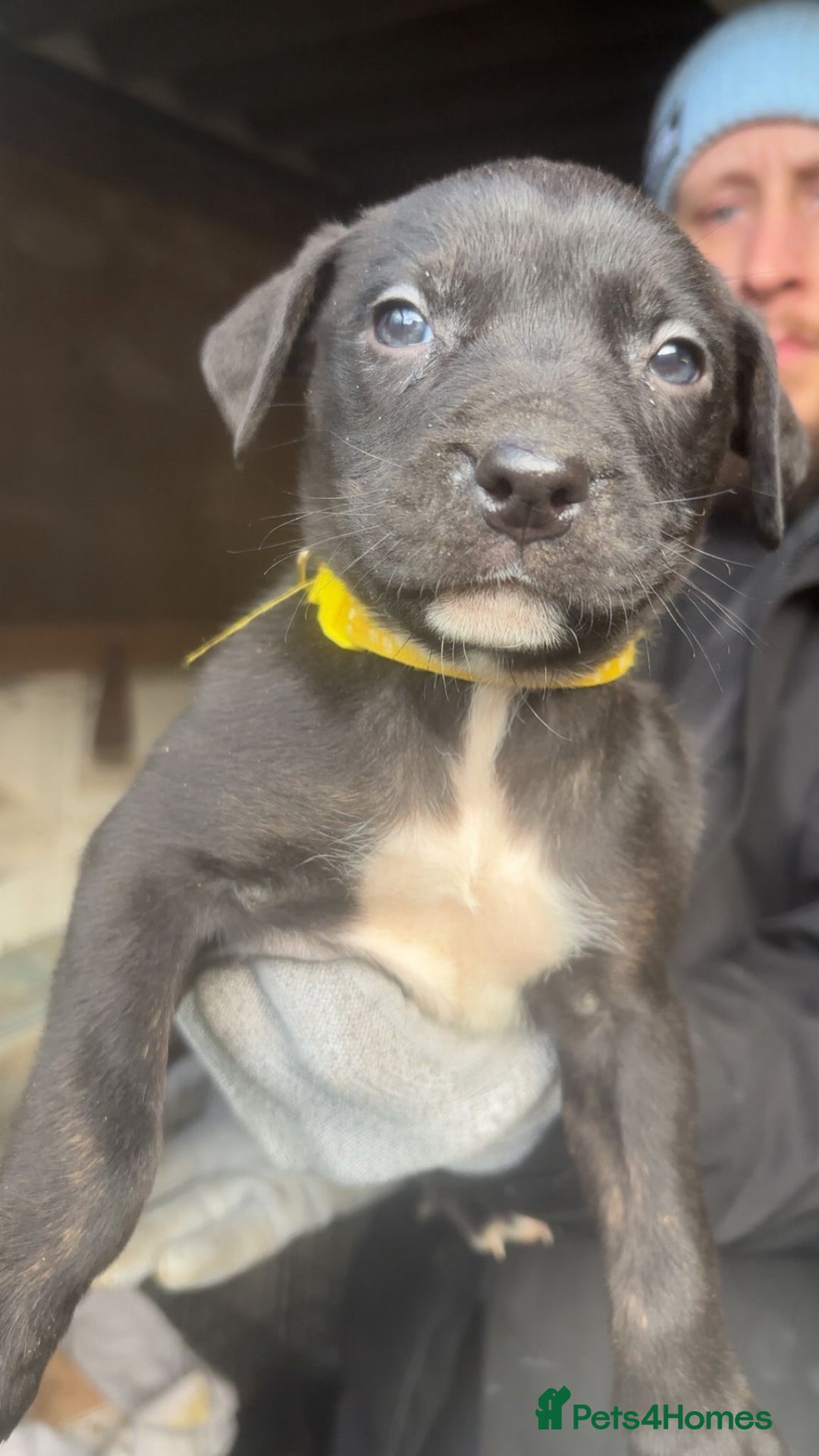 Mixed Breed dogs for sale: Rottiebulls exotic breed  - Advert 4