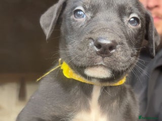 Mixed Breed dogs Rottiebulls exotic breed - Advert 2