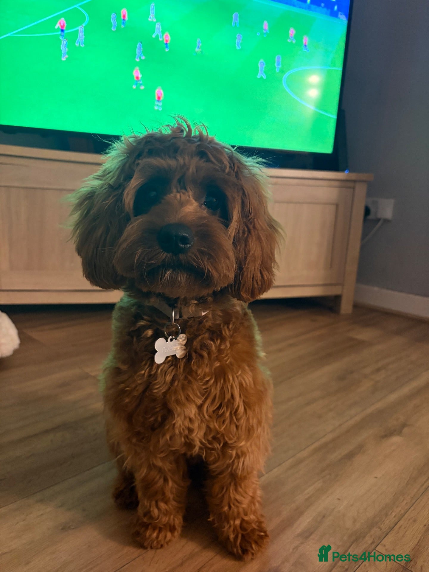 Cavapoo dogs Cavapoo for rehoming  - Advert 1