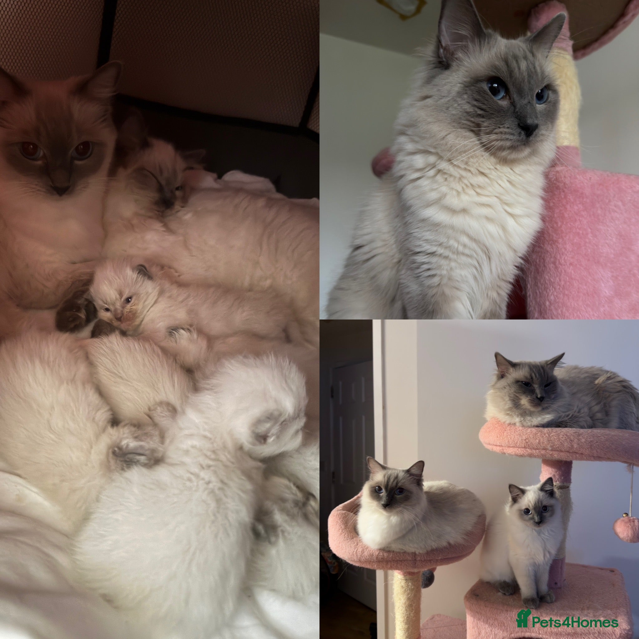 Ragdoll cats  Pure Ragdoll Kittens Looking for a Loving Home - Advert 1