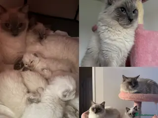 Ragdoll cats Pure Ragdoll Kittens Looking for a Loving Home - Advert 1