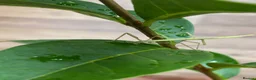 Stick Insects invertebrates for sale: Juvenile Indian Stick Insects - Advert 9