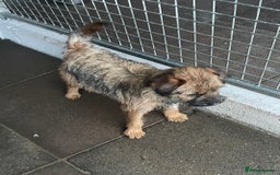 Border Terrier dogs for sale: Border terrier bitch kc reg - Image 12