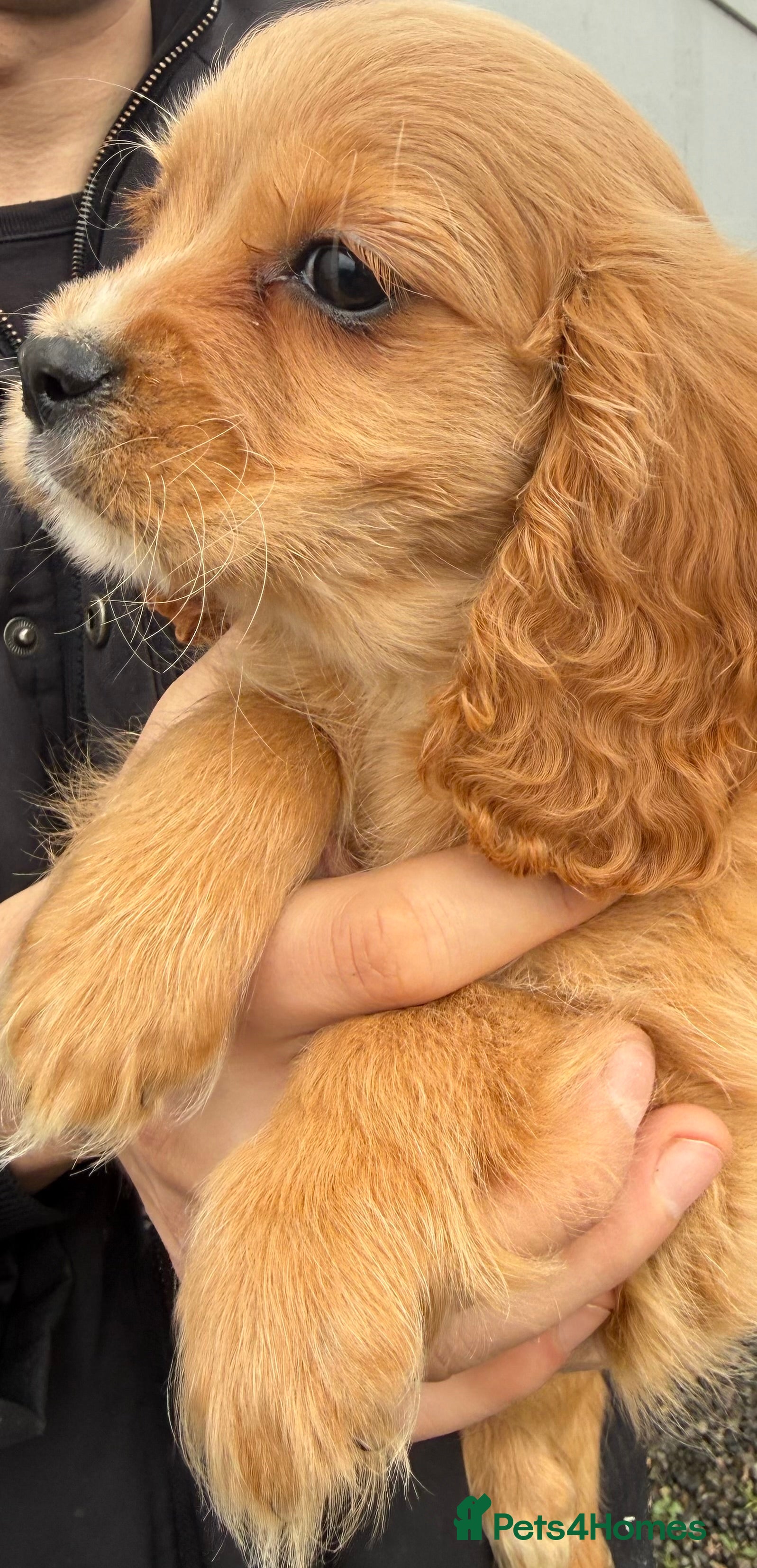 Mixed Breed dogs Cute Cavapoo puppy’s apricot and black  - Advert 6