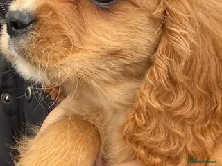 Mixed Breed dogs Cute Cavapoo puppy’s apricot and black - Advert 12